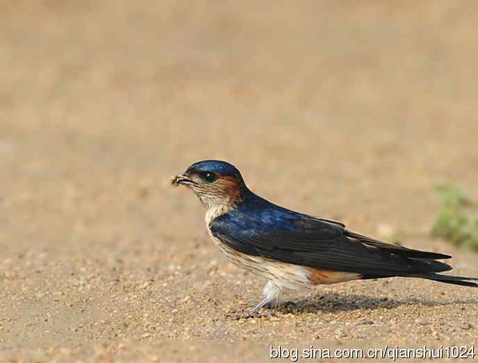 小燕子,穿花衣(金腰燕)