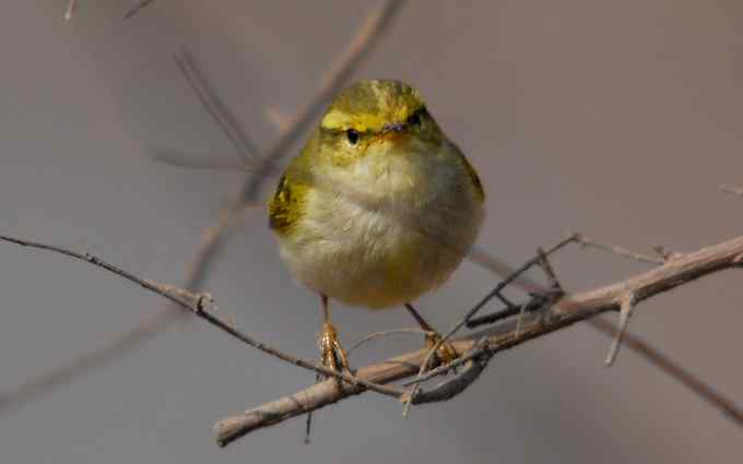 可爱好动的黄腰柳莺（组图）