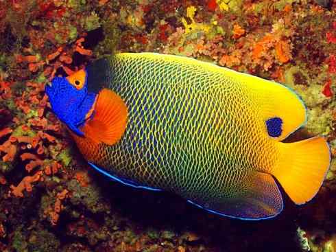 鱼类活化石:澳洲肺鱼 鱼类活化石:澳洲肺鱼