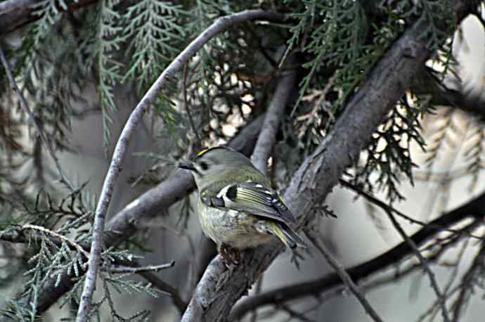 戴菊 wbr2 戴菊 wbr2