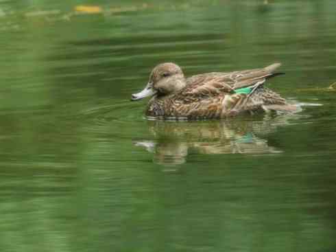 家禽驯化之源之十四