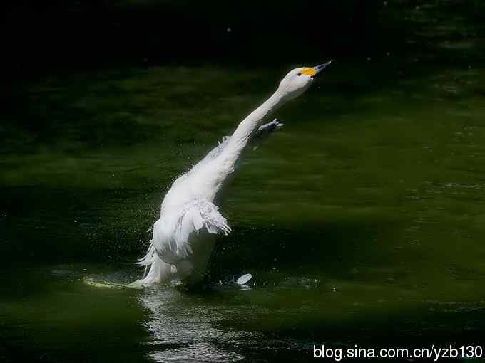 天鹅之舞（组图，8张图片）