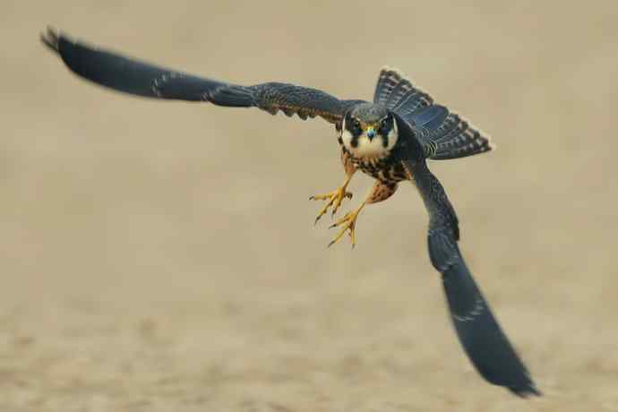 看图说隼（下）