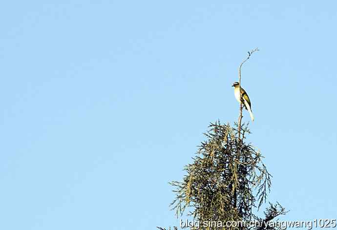 北京动物园的鸟类——空中街舞（趣闻）