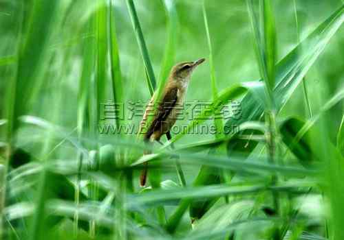 白洋淀芦苇荡掏鸟窝:小时候做的错事