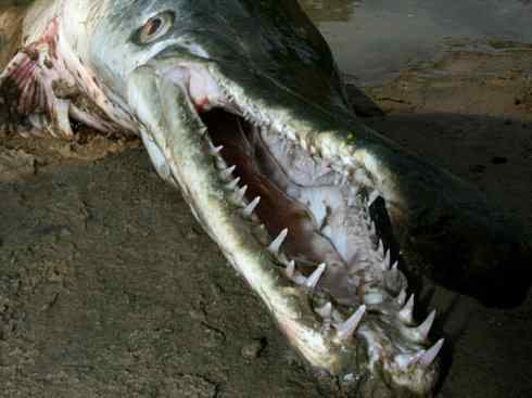 鱼类活化石:鳄雀鳝 鱼类活化石:鳄雀鳝