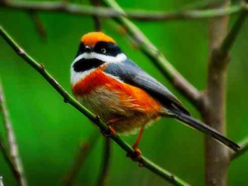 美丽无罪：雀鸟之欣赏2