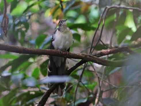 奇特的盔:大犀鹃 奇特的盔:大犀鹃