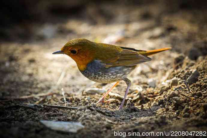 233.打鸟归来收获多多---(5)日本歌鸲 233.打鸟归来收获多多---(5)日本歌鸲