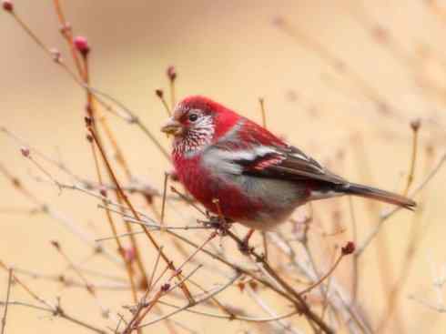 家禽驯化之源之二十一