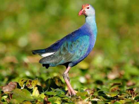 奇特的盔：紫水鸡