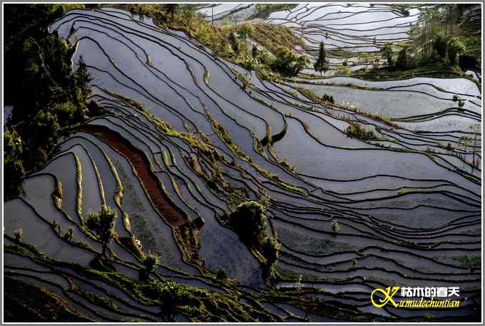 如梦的元阳梯田【照片】