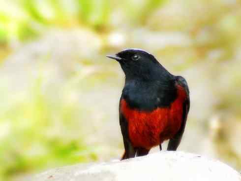 美丽无罪：雀鸟之溪鸲