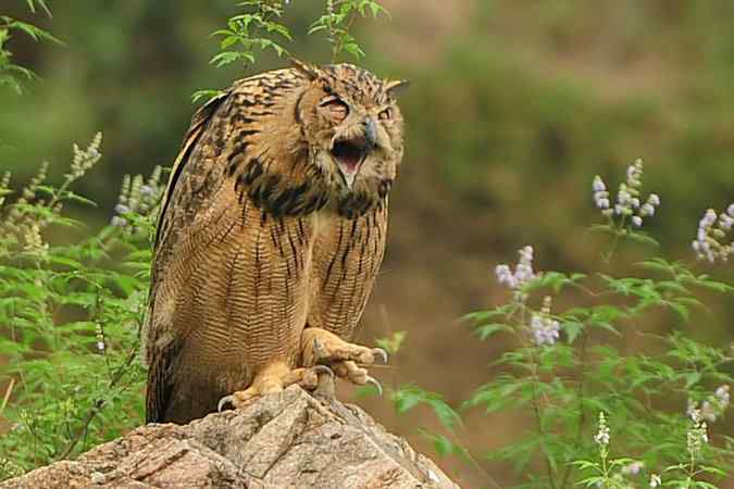 雕鸮15分钟内的憨态