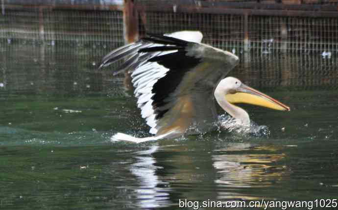 再拍大鹈鹕 wbr wbr1