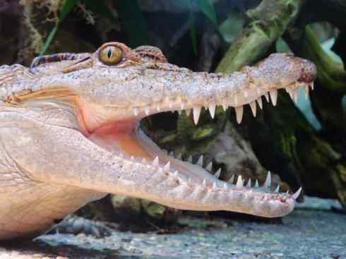 龙：传说的兽原型探秘（鳄类）