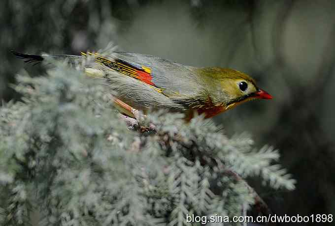 相思趣拍-贺三八国际妇女节