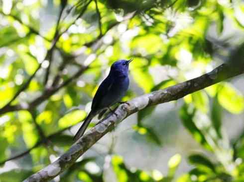 美丽无罪：雀鸟之仙鹟