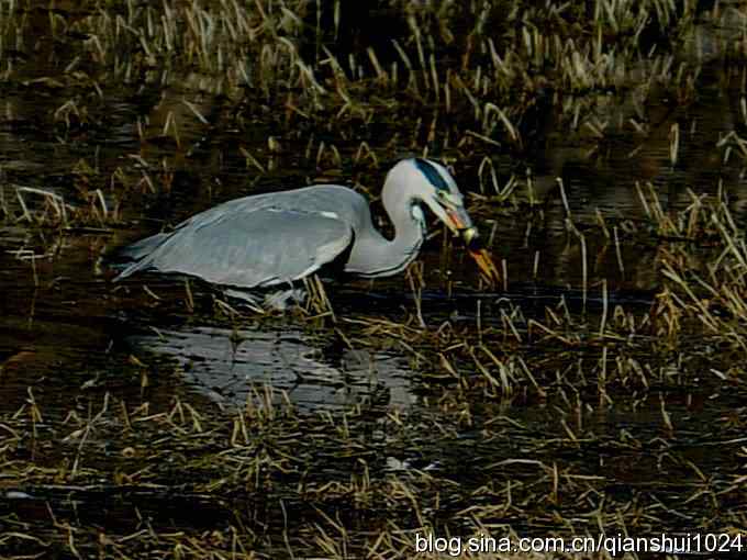 苍鹭抓鱼记(十渡)