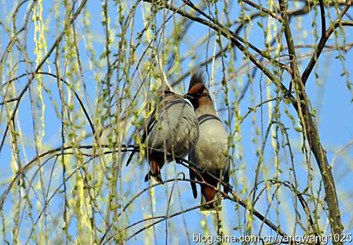 成双成对太平鸟 成双成对太平鸟