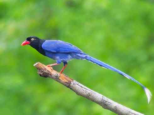 家禽驯化之源之三十一