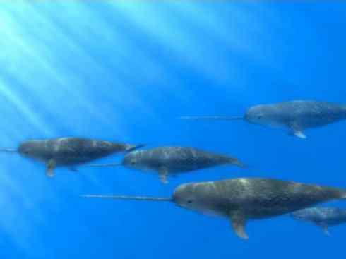 独角兽:传说的兽原型探秘(独角鲸) 独角兽:传说的兽原型探秘(独角鲸)