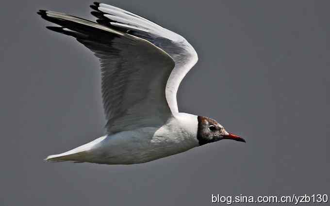 打到一只杓鹬,高兴ing鈥︹Γㄗ橥迹 打到一只杓鹬,高兴ing鈥︹Γㄗ橥迹
