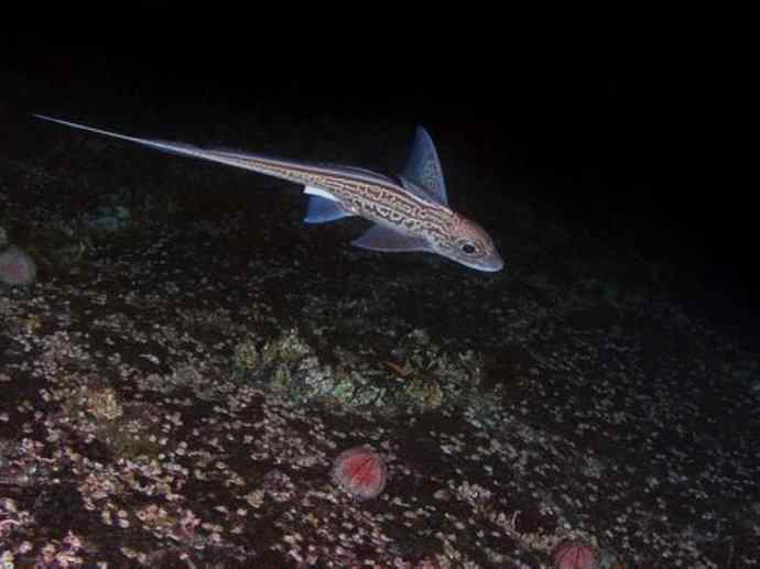 鱼类活化石：银鲛