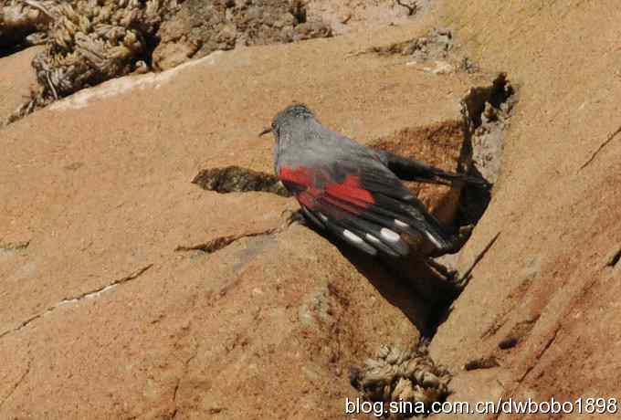优雅红翅 wbr旋壁山岩