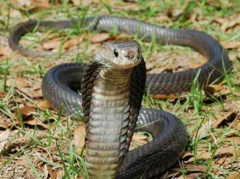 龙:传说的兽原型探秘(眼睛蛇类) 龙:传说的兽原型探秘(眼睛蛇类)