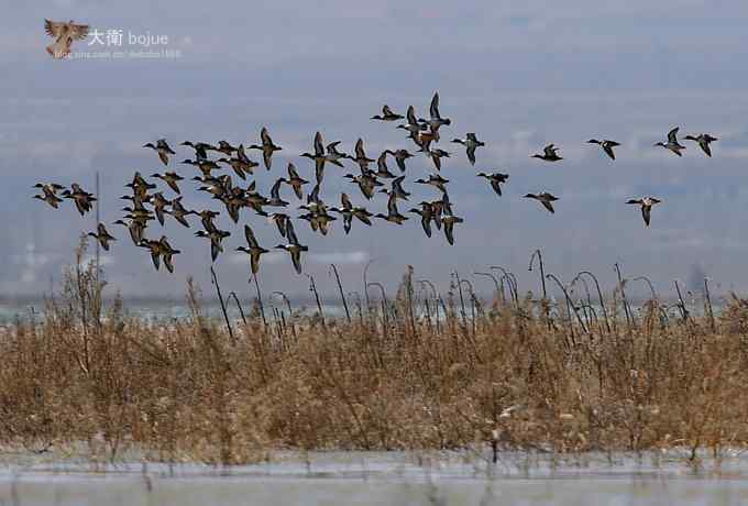 野鸭湖：白枕鹤与雁鸭群飞的春天写意