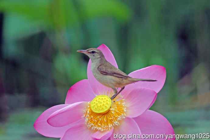 东方大苇莺与荷花(7) 东方大苇莺与荷花(7)