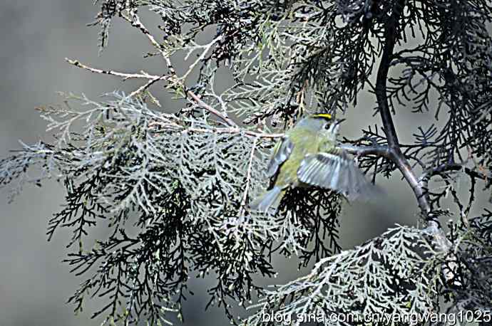 柏树丛中的戴菊 wbr2