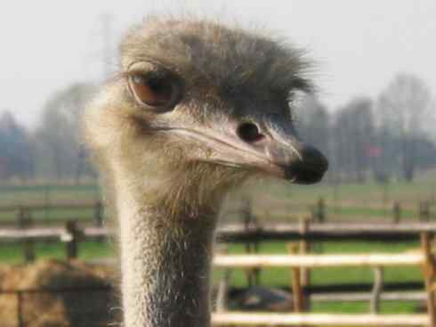 家禽驯化之源之十二