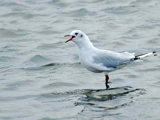 北戴河湿地演绎鸥鹭风情