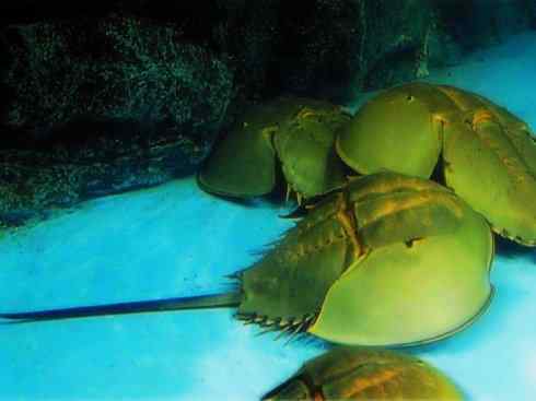 自然奇观：动物大迁徙(鲎)