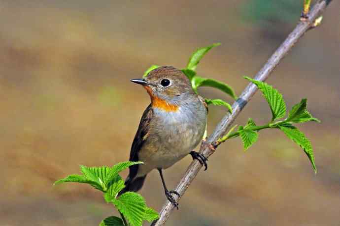 北京天坛公园的鸟类——雄性红喉姬鹟（8）