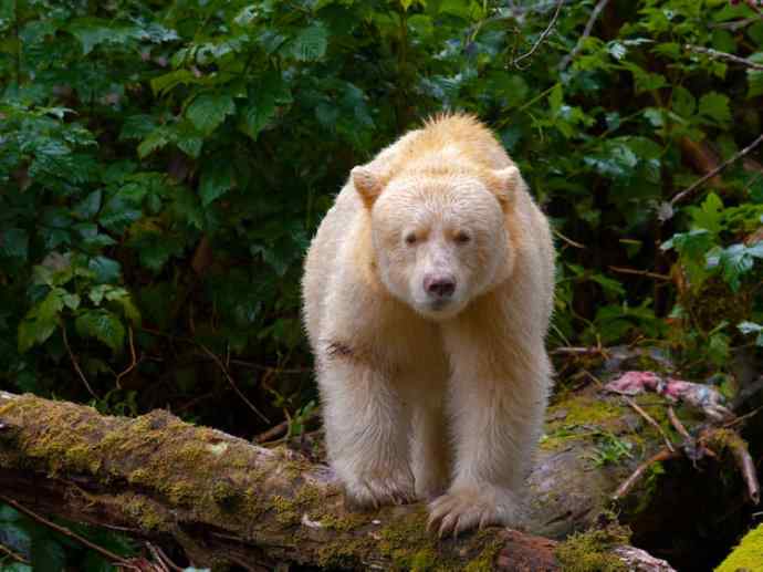 盘点十二大著名食蚁动物：懒熊
