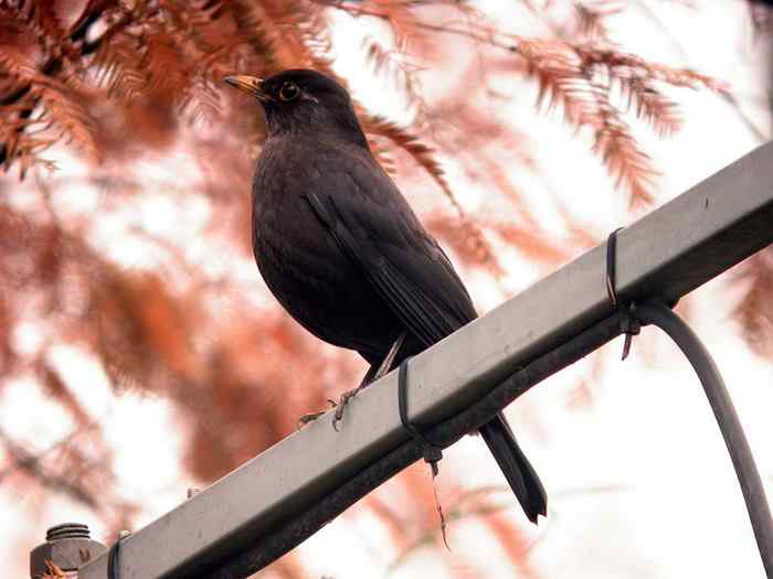 杭州老郑摄影续 杭州老郑摄影续