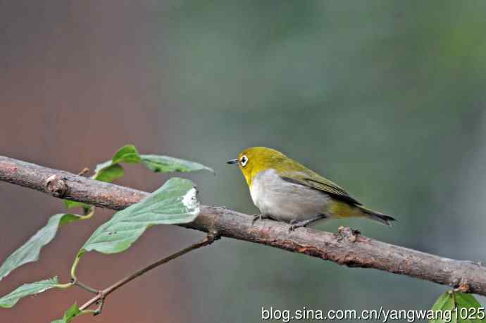 杂片（黄腹山雀、暗绿绣眼鸟、雌性红胁蓝尾鸲、黄腰柳莺）