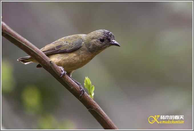 三天守候一只鸟【照片】