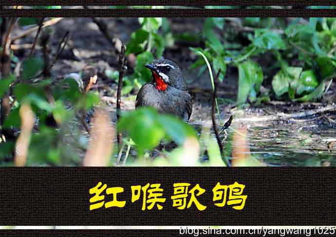 北京天坛公园的鸟类——红喉歌鸲（雄性）续2
