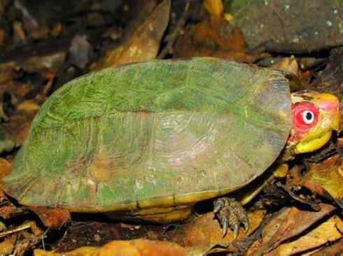 玄武:传说的兽原型探秘(潮龟) 玄武:传说的兽原型探秘(潮龟)