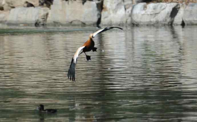 八月十六（杂片）