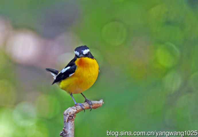 雄性白眉姬鹟（2）