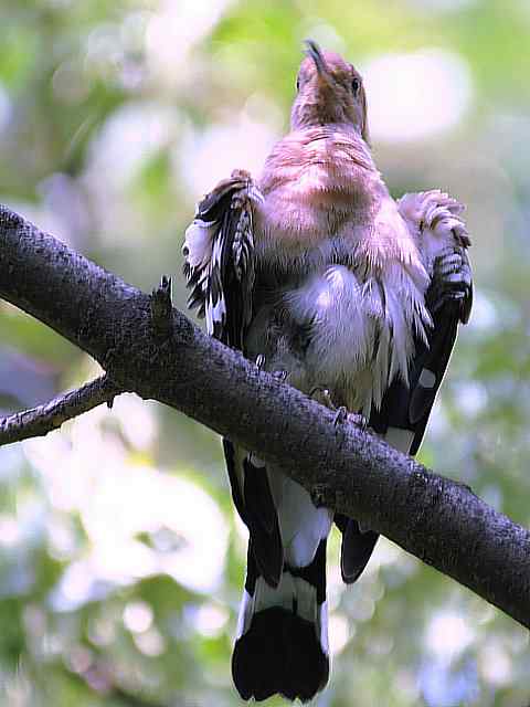 戴胜开冠数毛（鸟儿为悦己者容）