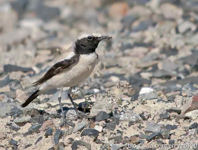 荒漠精灵鈥斺斈S（组图，7张图片）