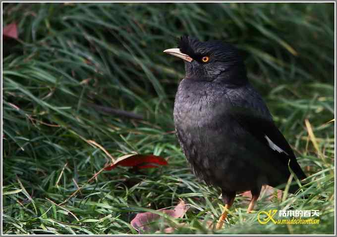 八哥&bull;松鸦【照片】