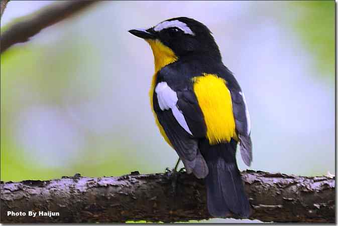  点击图片或使用键盘← →翻页