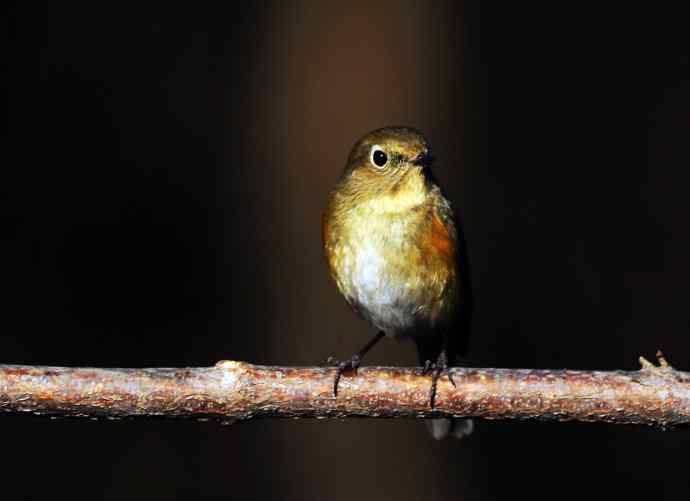 雌性红胁蓝尾鸲（19）